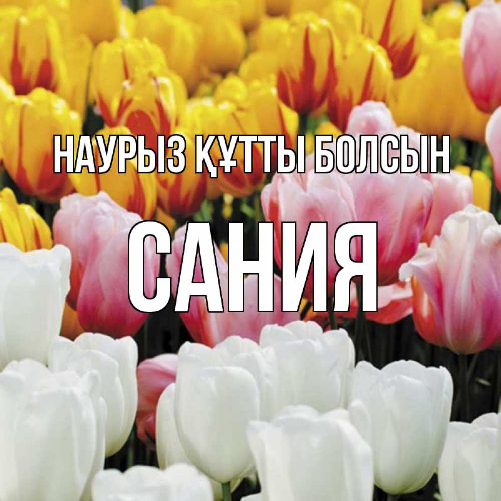 Открытка на каждый день с именем, Сания Наурыз құтты болсын разноцветные цветы Прикольная открытка с пожеланием онлайн скачать бесплатно 