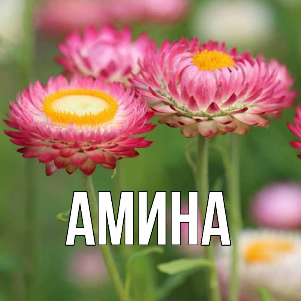 Открытка на каждый день с именем, Амина Главная подарок на международный женский день Прикольная открытка с пожеланием онлайн скачать бесплатно 