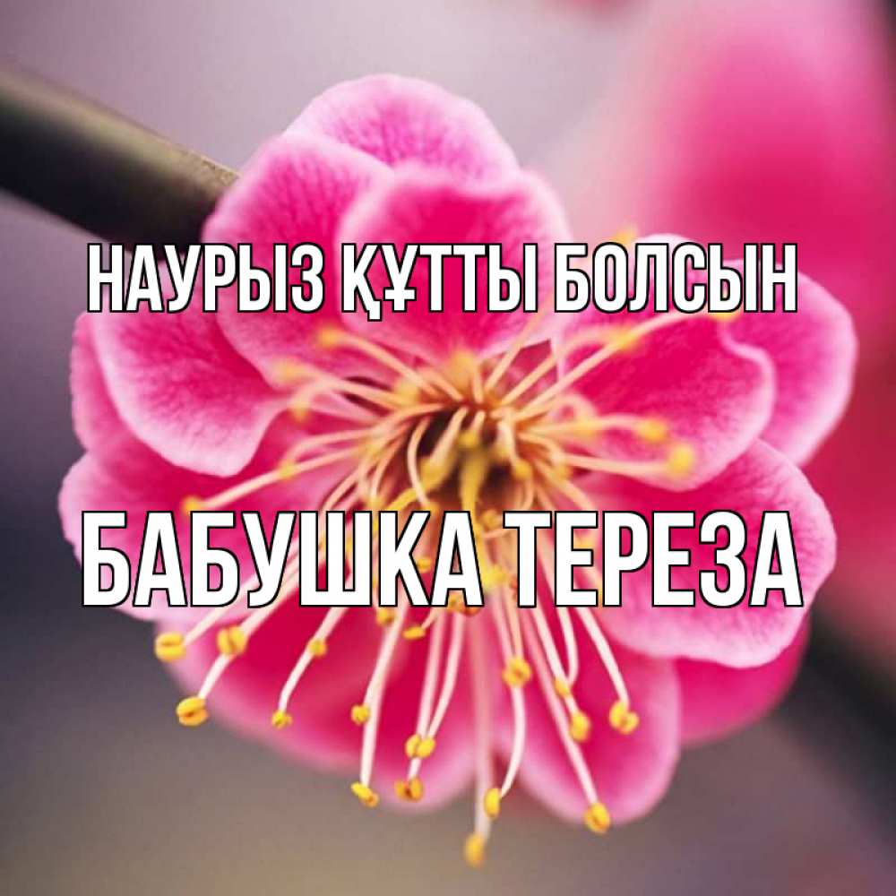 Открытка на каждый день с именем, Бабушка-Тереза Наурыз құтты болсын цветы Прикольная открытка с пожеланием онлайн скачать бесплатно 