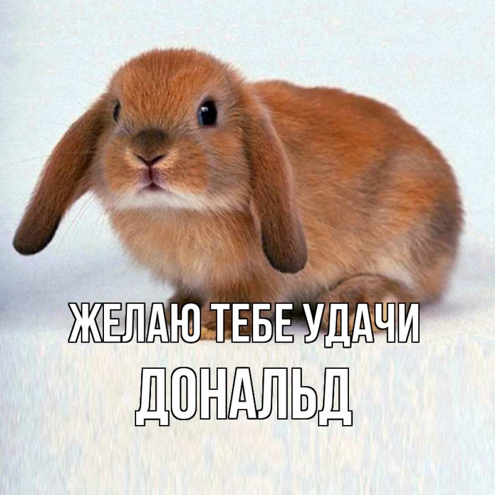 Открытка на каждый день с именем, Дональд Желаю тебе удачи вставить текст в открытку по выбору Прикольная открытка с пожеланием онлайн скачать бесплатно 