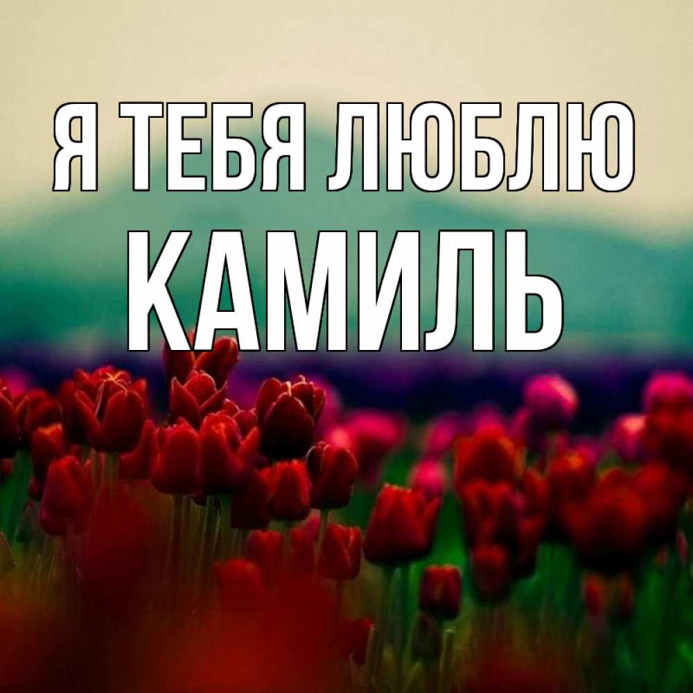 Открытка на каждый день с именем, Камиль Я тебя люблю тюльпаны 4 Прикольная открытка с пожеланием онлайн скачать бесплатно 