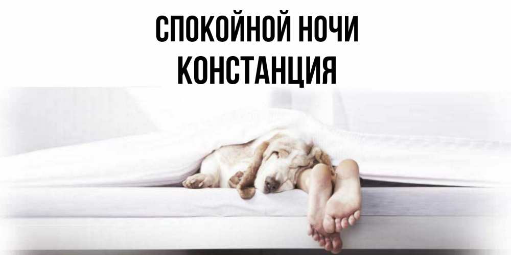 Открытка на каждый день с именем, Констанция Спокойной ночи кровать с собакой пожелание сладких снов и спокойной ночи Прикольная открытка с пожеланием онлайн скачать бесплатно 