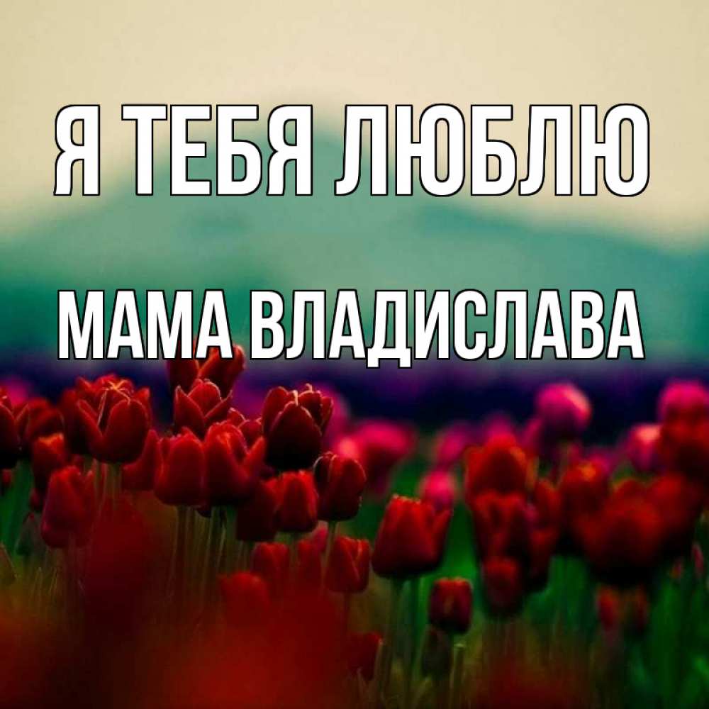 Открытка на каждый день с именем, Мама-Владислава Я тебя люблю тюльпаны 4 Прикольная открытка с пожеланием онлайн скачать бесплатно 