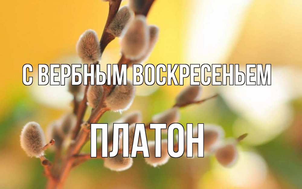 Открытка на каждый день с именем, Платон С вербным воскресеньем верба Прикольная открытка с пожеланием онлайн скачать бесплатно 
