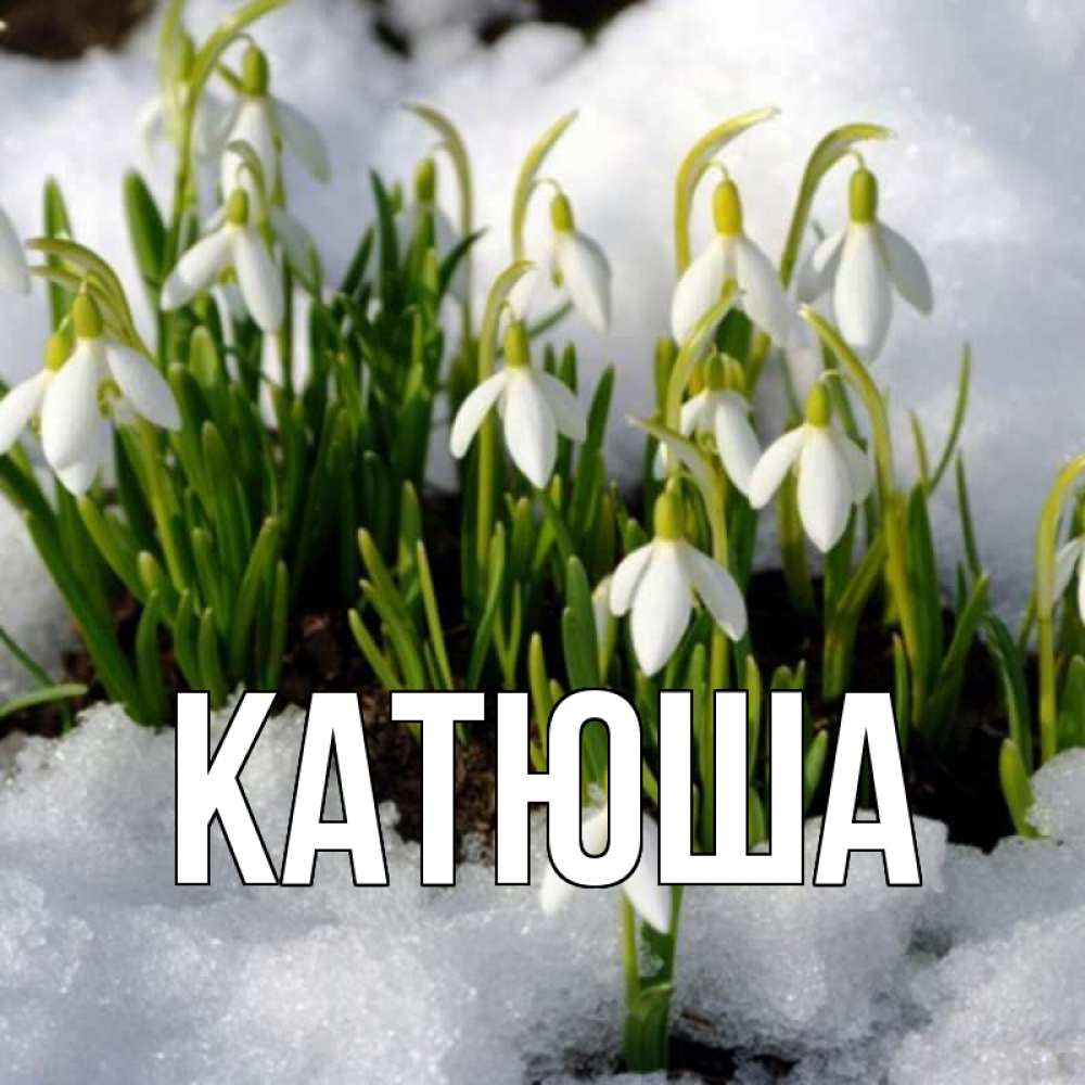 Открытка на каждый день с именем, Катюша Главная цветы весенние Прикольная открытка с пожеланием онлайн скачать бесплатно 