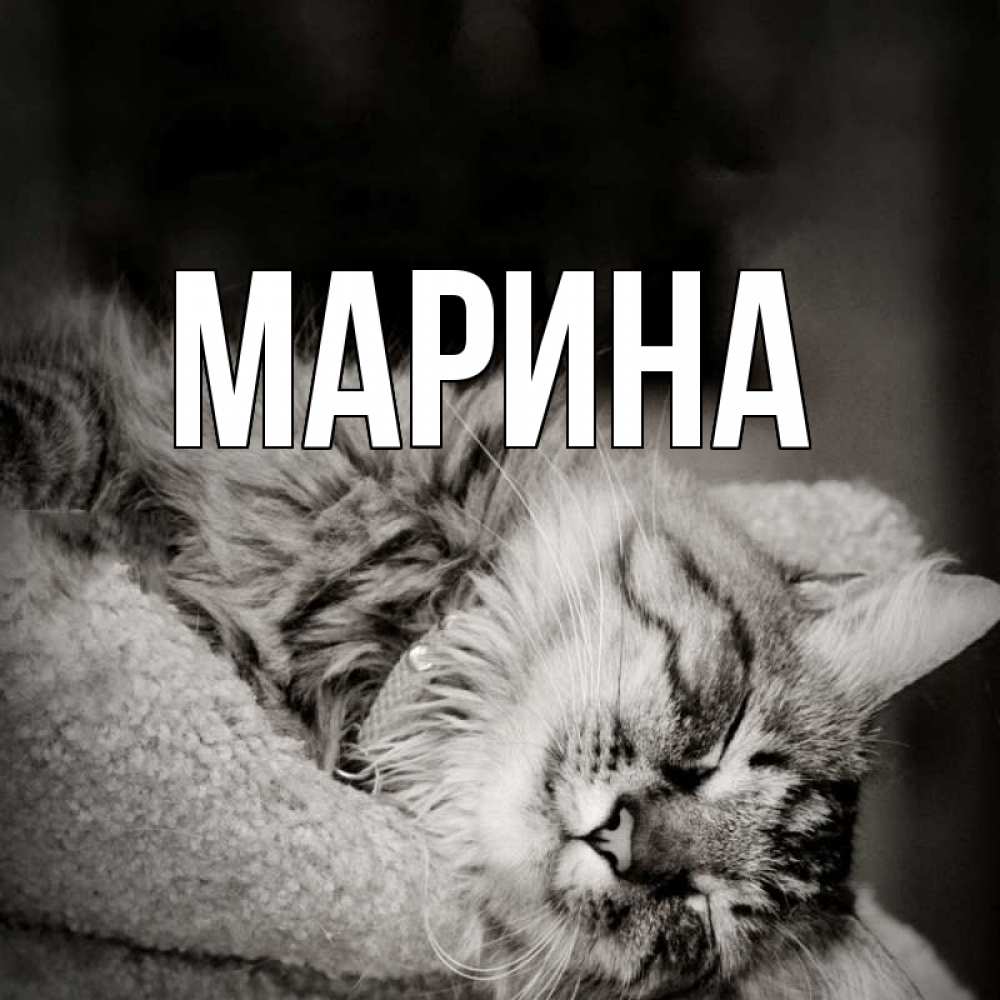 Открытка на каждый день с именем, Марина Главная котярик пушистый Прикольная открытка с пожеланием онлайн скачать бесплатно 