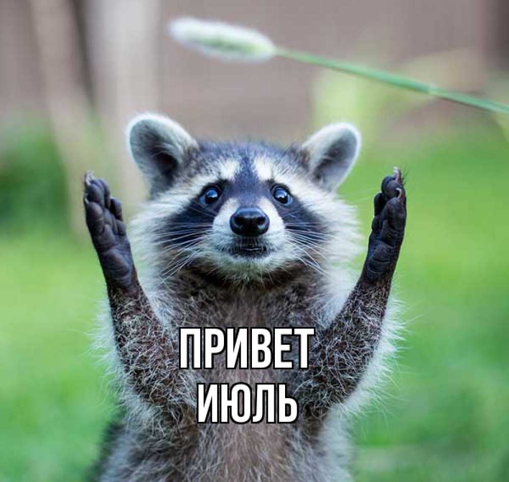 Открытка на каждый день с именем, Июль Привет животные Прикольная открытка с пожеланием онлайн скачать бесплатно 