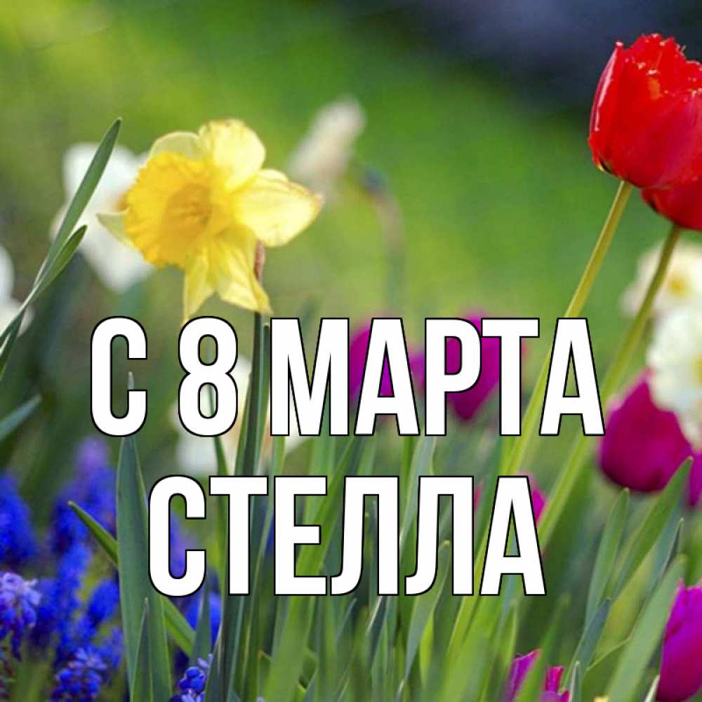 Картинка С 8 МАРТА, Стелла