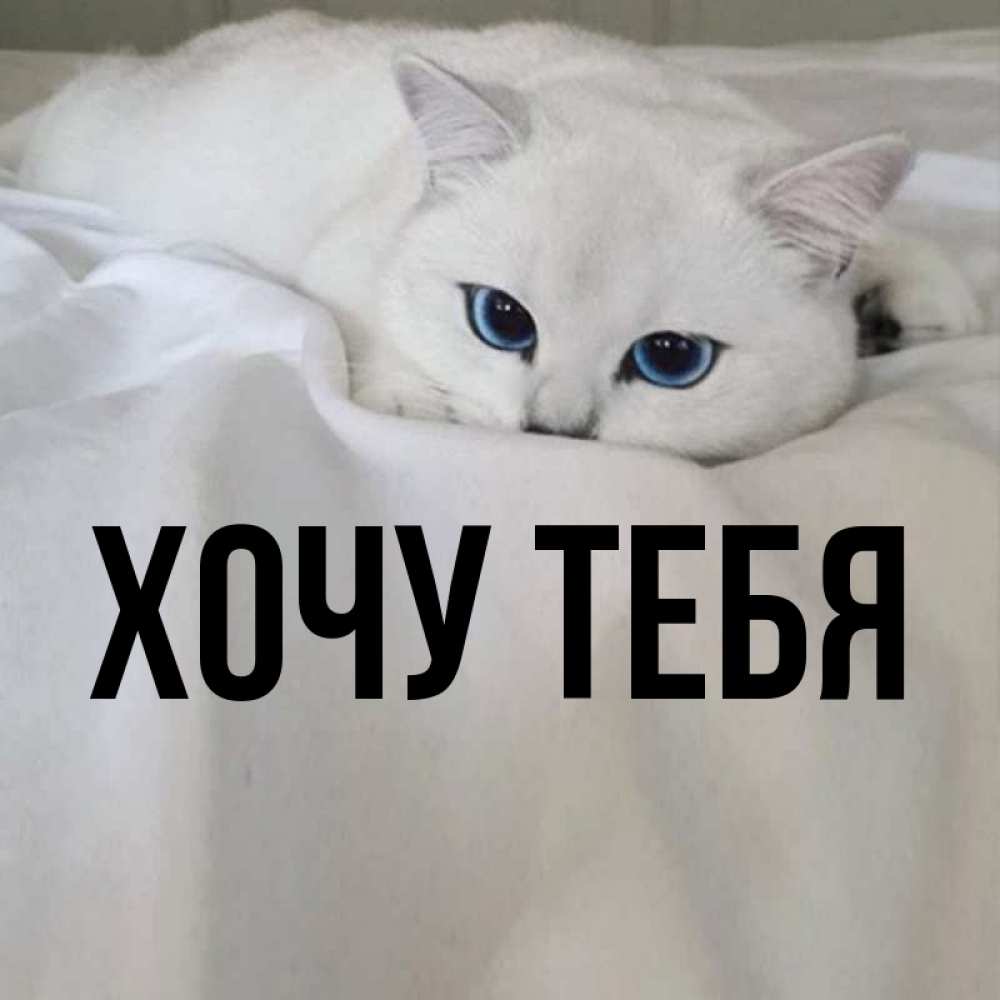 Открытка на каждый день с именем, Хочу-тебя Главная Голубоглазая кошка Прикольная открытка с пожеланием онлайн скачать бесплатно 
