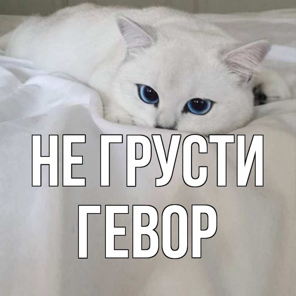 Открытка на каждый день с именем, Гевор Не грусти белый кот с голубыми глазами на белоснежной кровати Прикольная открытка с пожеланием онлайн скачать бесплатно 