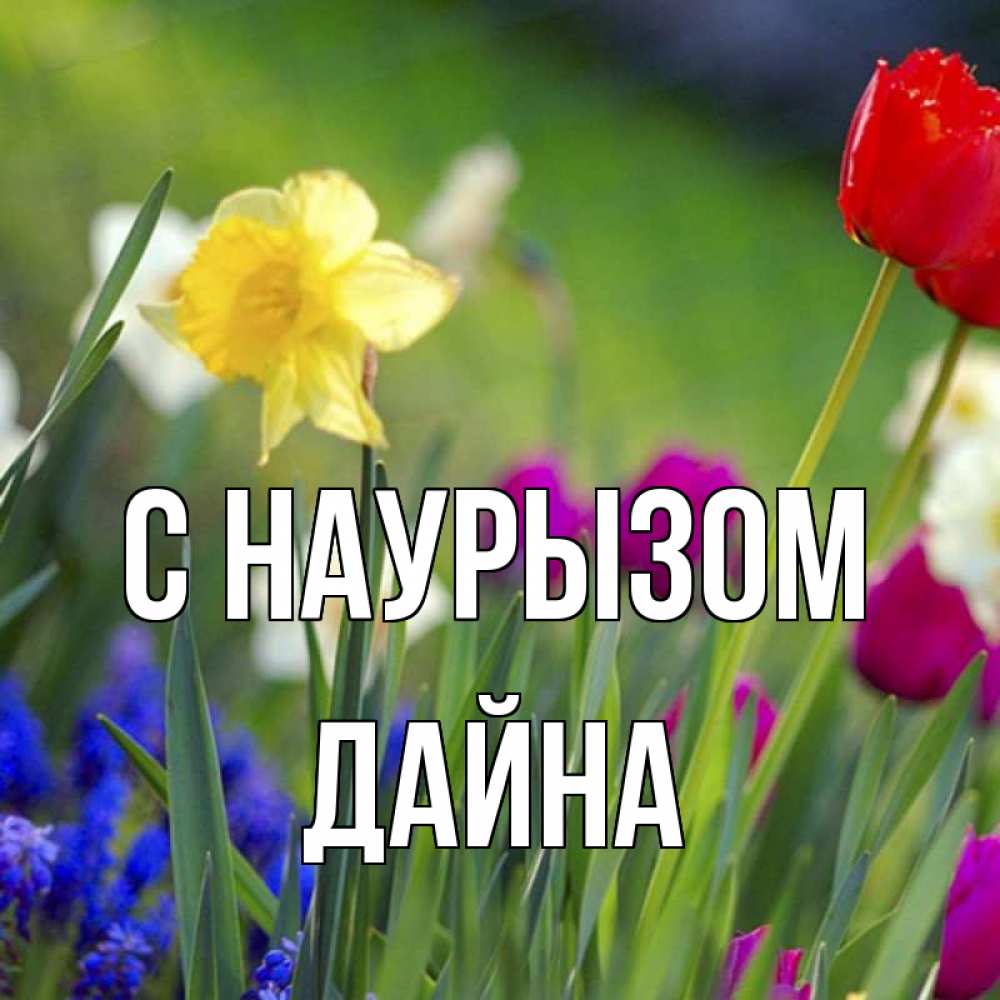Открытка на каждый день с именем, Дайна С наурызом праздник весны наурыз 3 Прикольная открытка с пожеланием онлайн скачать бесплатно 