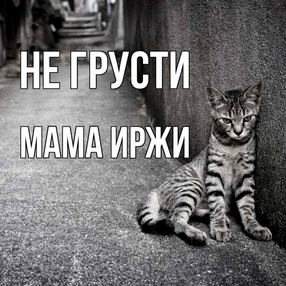 Открытка на каждый день с именем, Мама-Иржи Не грусти скучающий котик Прикольная открытка с пожеланием онлайн скачать бесплатно 