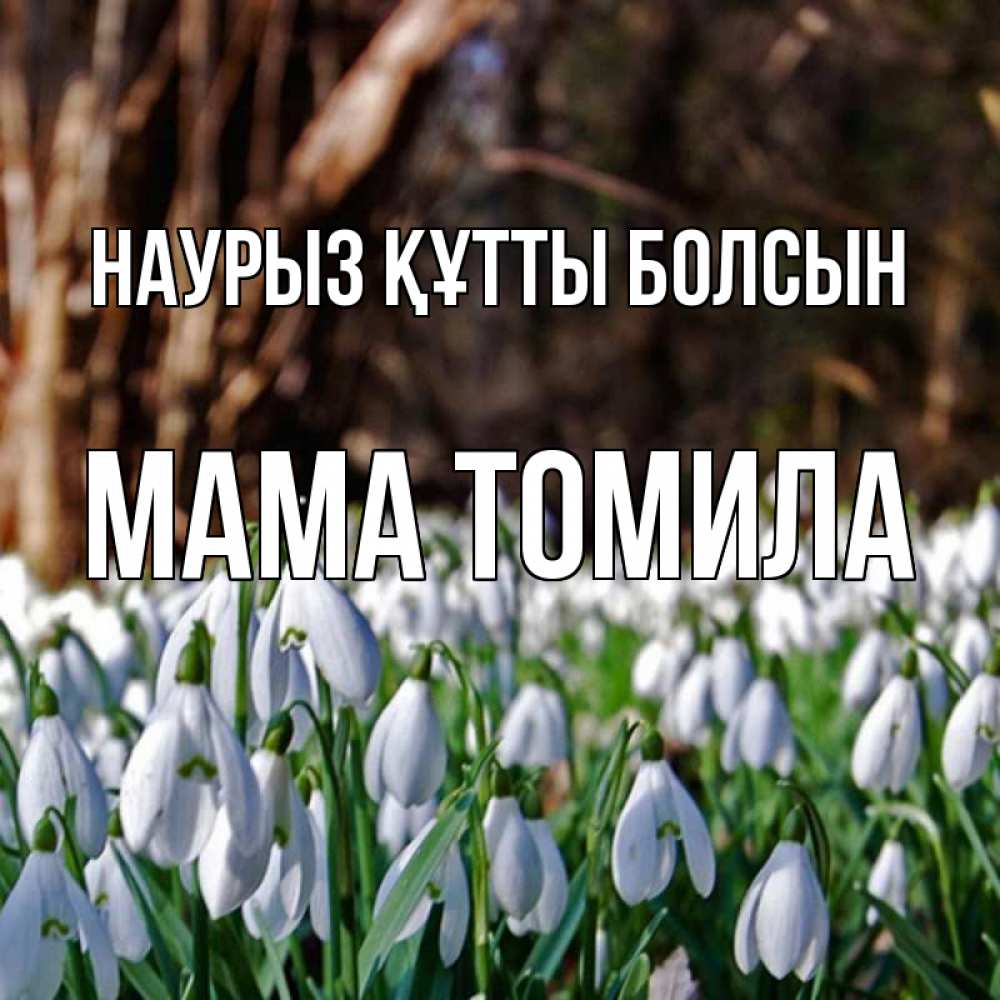 Открытка на каждый день с именем, Мама-Томила Наурыз құтты болсын с подснежниками 1 Прикольная открытка с пожеланием онлайн скачать бесплатно 