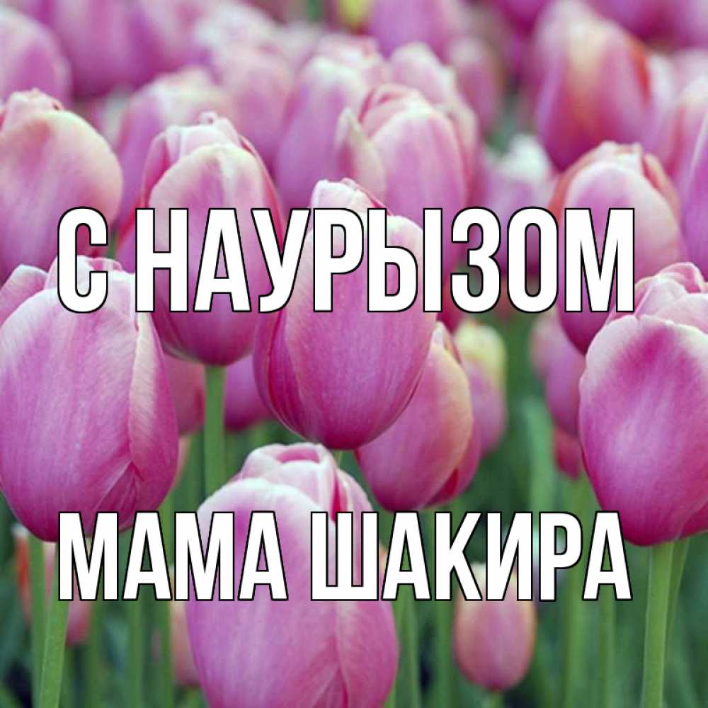 Открытка на каждый день с именем, Мама-Шакира С наурызом праздник весны наурыз 69 Прикольная открытка с пожеланием онлайн скачать бесплатно 