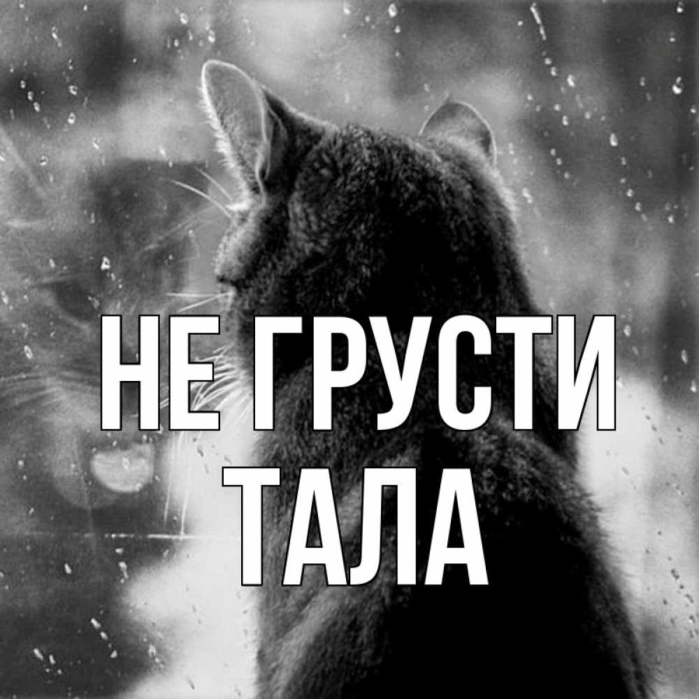 Открытка на каждый день с именем, Тала Не грусти отражение кота 1 Прикольная открытка с пожеланием онлайн скачать бесплатно 