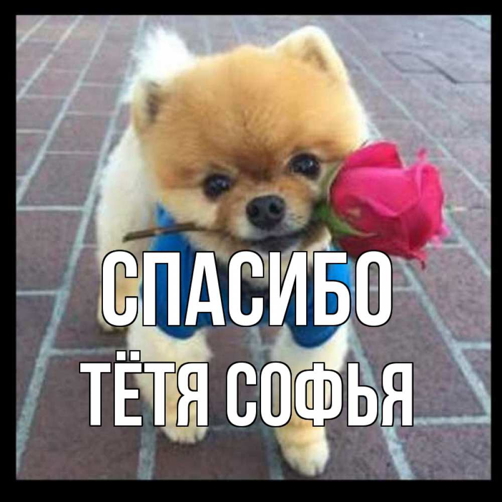 Открытка на каждый день с именем, Тётя-Софья Спасибо спасибо и дарю тебе цветок Прикольная открытка с пожеланием онлайн скачать бесплатно 
