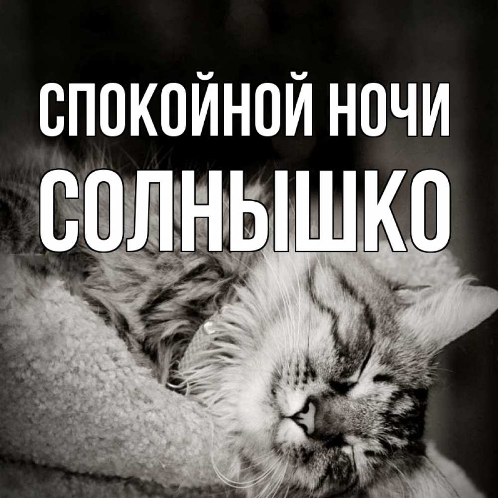 Открытка на каждый день с именем, солнышко Спокойной ночи котярик пушистый Прикольная открытка с пожеланием онлайн скачать бесплатно 