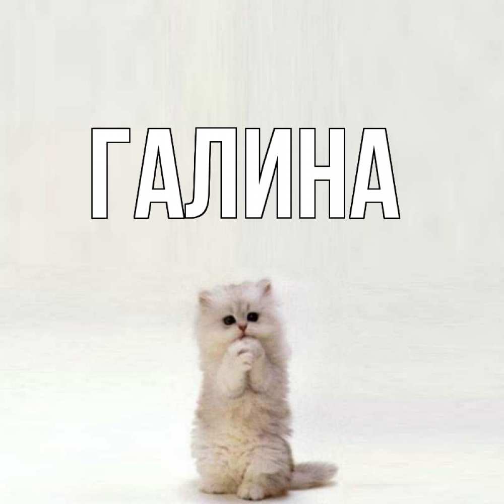 Открытка на каждый день с именем, Галина Главная грустный кот Прикольная открытка с пожеланием онлайн скачать бесплатно 