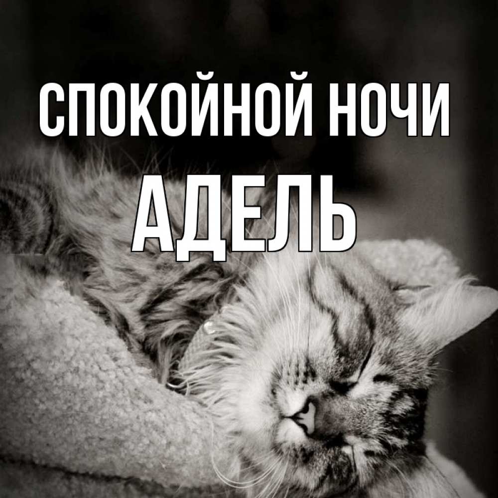 Открытка на каждый день с именем, Адель Спокойной ночи котярик пушистый Прикольная открытка с пожеланием онлайн скачать бесплатно 