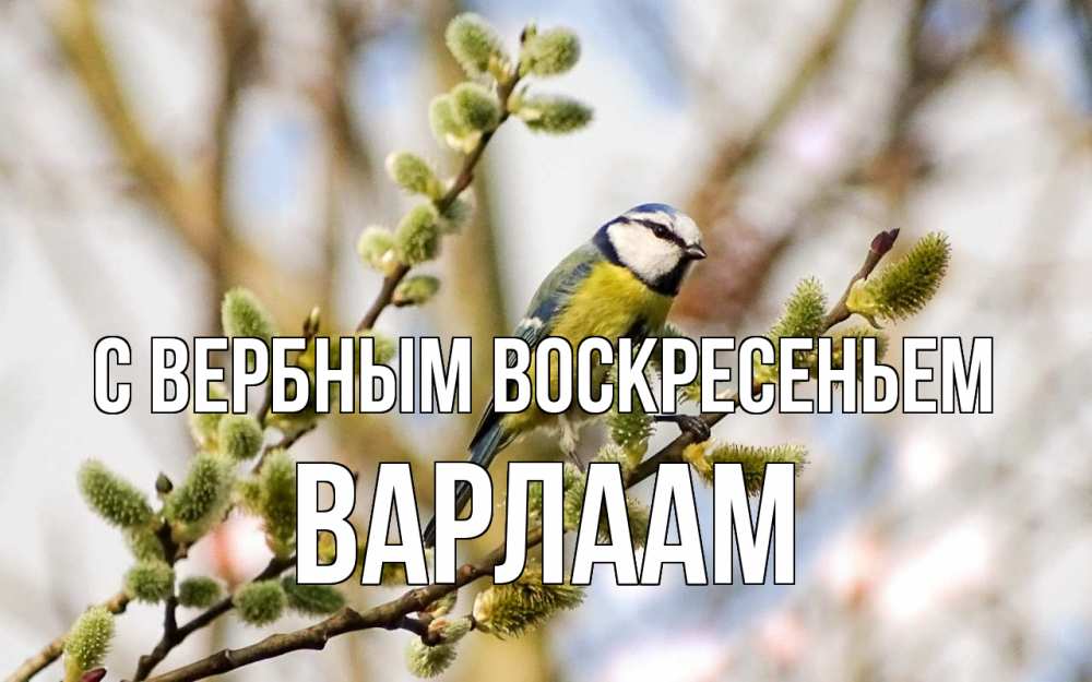 Открытка на каждый день с именем, Варлаам С вербным воскресеньем верба Прикольная открытка с пожеланием онлайн скачать бесплатно 