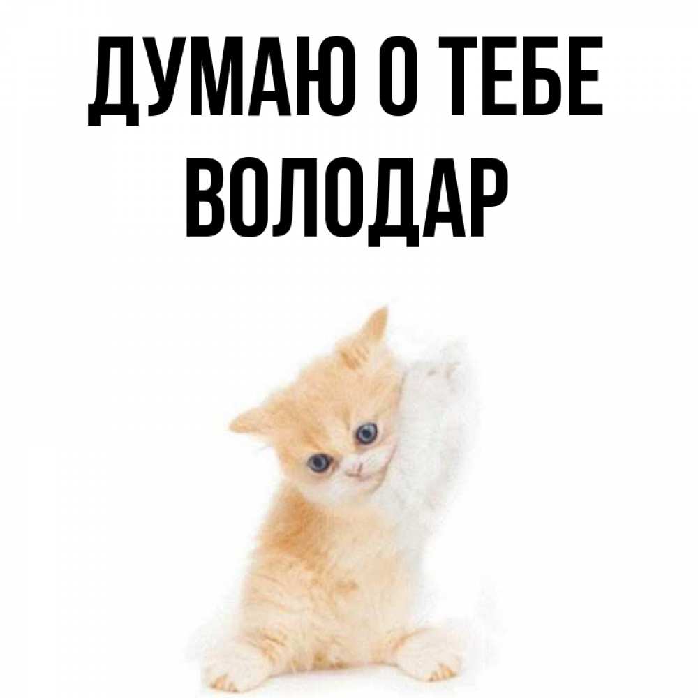 Открытка на каждый день с именем, Володар Думаю о тебе зверушки и милота Прикольная открытка с пожеланием онлайн скачать бесплатно 