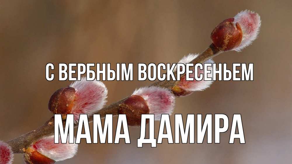 Открытка на каждый день с именем, Мама-Дамира С вербным воскресеньем верба Прикольная открытка с пожеланием онлайн скачать бесплатно 