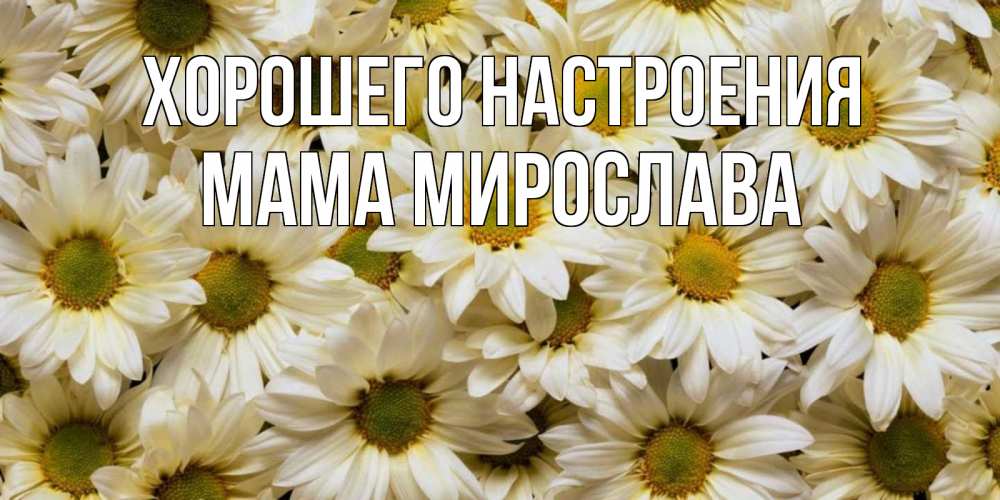 Открытка на каждый день с именем, Мама-Мирослава Хорошего настроения крупные ромашки Прикольная открытка с пожеланием онлайн скачать бесплатно 