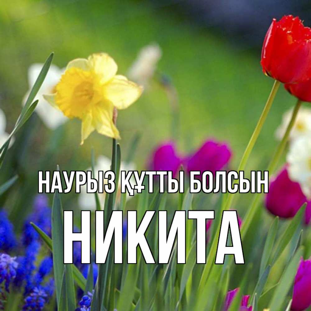 Открытка на каждый день с именем, Никита Наурыз құтты болсын наурыз  3 открытки Прикольная открытка с пожеланием онлайн скачать бесплатно 