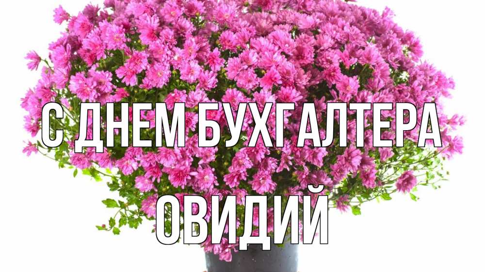 Открытка на каждый день с именем, Овидий С днем бухгалтера с днем бухгалтера Прикольная открытка с пожеланием онлайн скачать бесплатно 