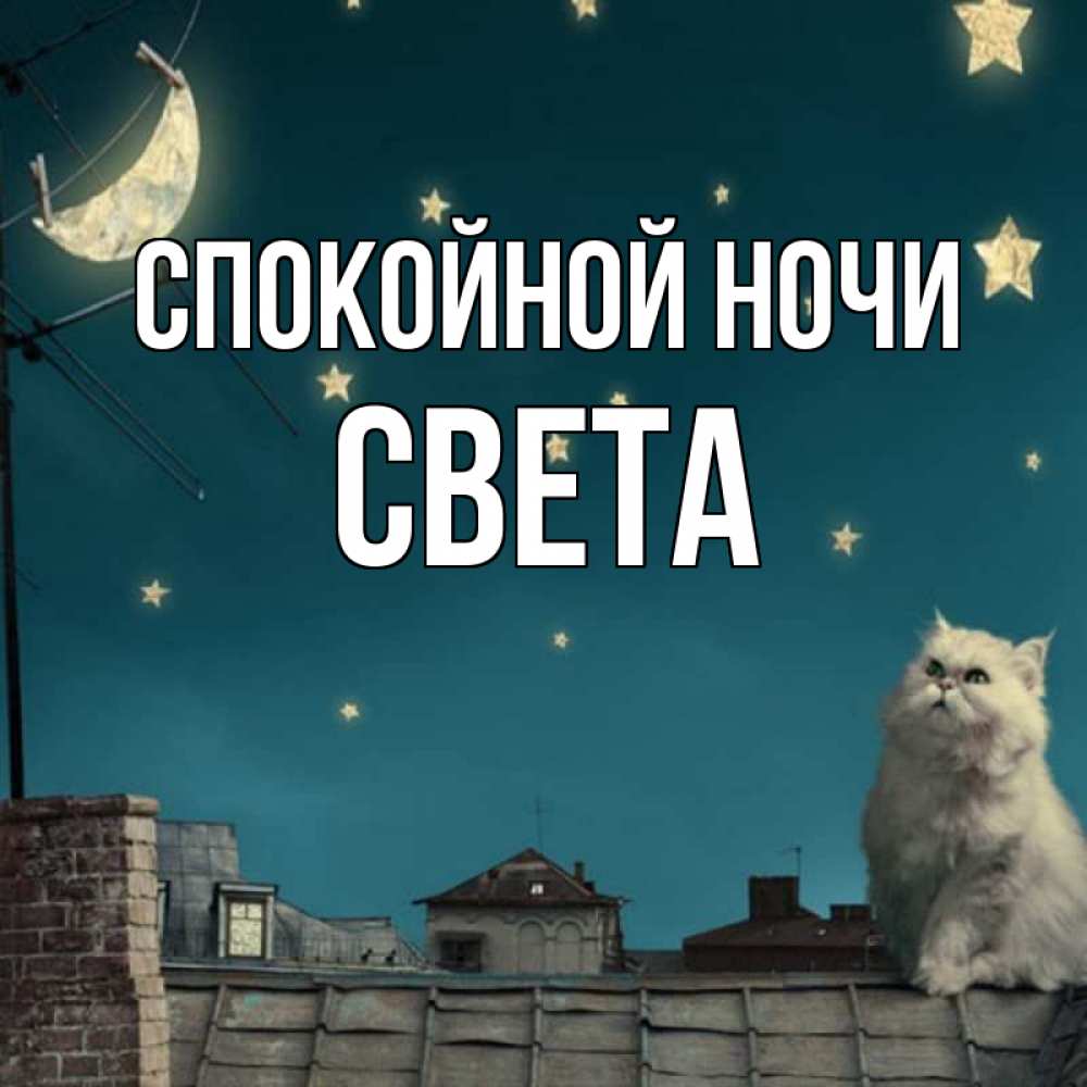 Свет спокойной. Петербург коты ночь.