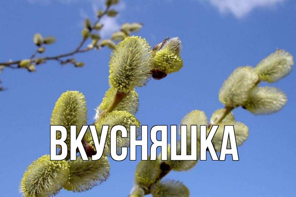 Открытка на каждый день с именем, Вкусняшка Главная верба Прикольная открытка с пожеланием онлайн скачать бесплатно 