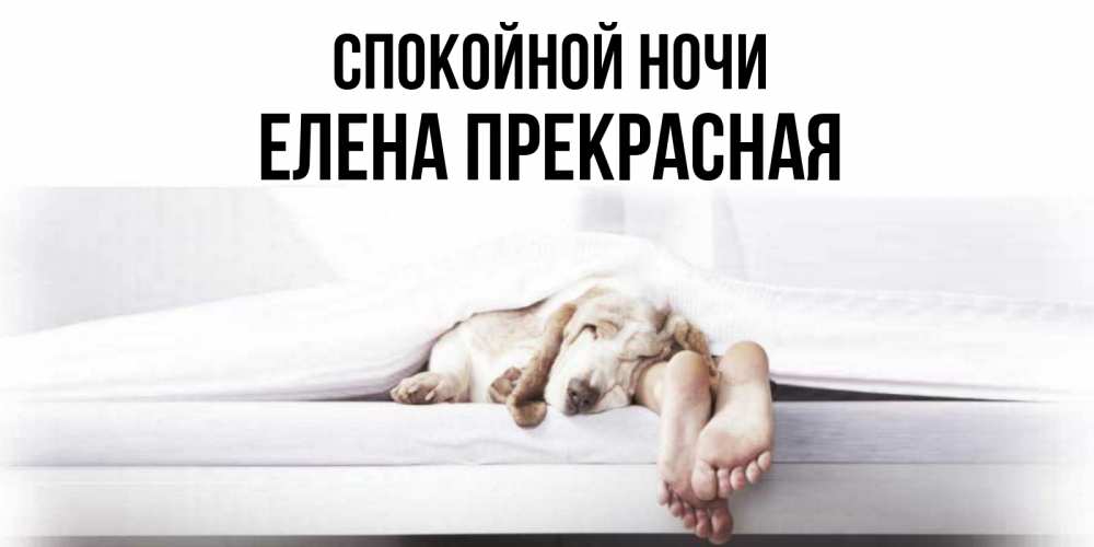 Открытка на каждый день с именем, Елена-Прекрасная Спокойной ночи кровать с собакой пожелание сладких снов и спокойной ночи Прикольная открытка с пожеланием онлайн скачать бесплатно 