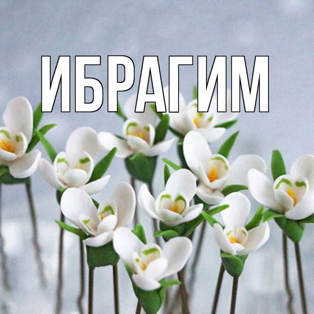 Открытка на каждый день с именем, Ибрагим Главная весенние цветы Прикольная открытка с пожеланием онлайн скачать бесплатно 