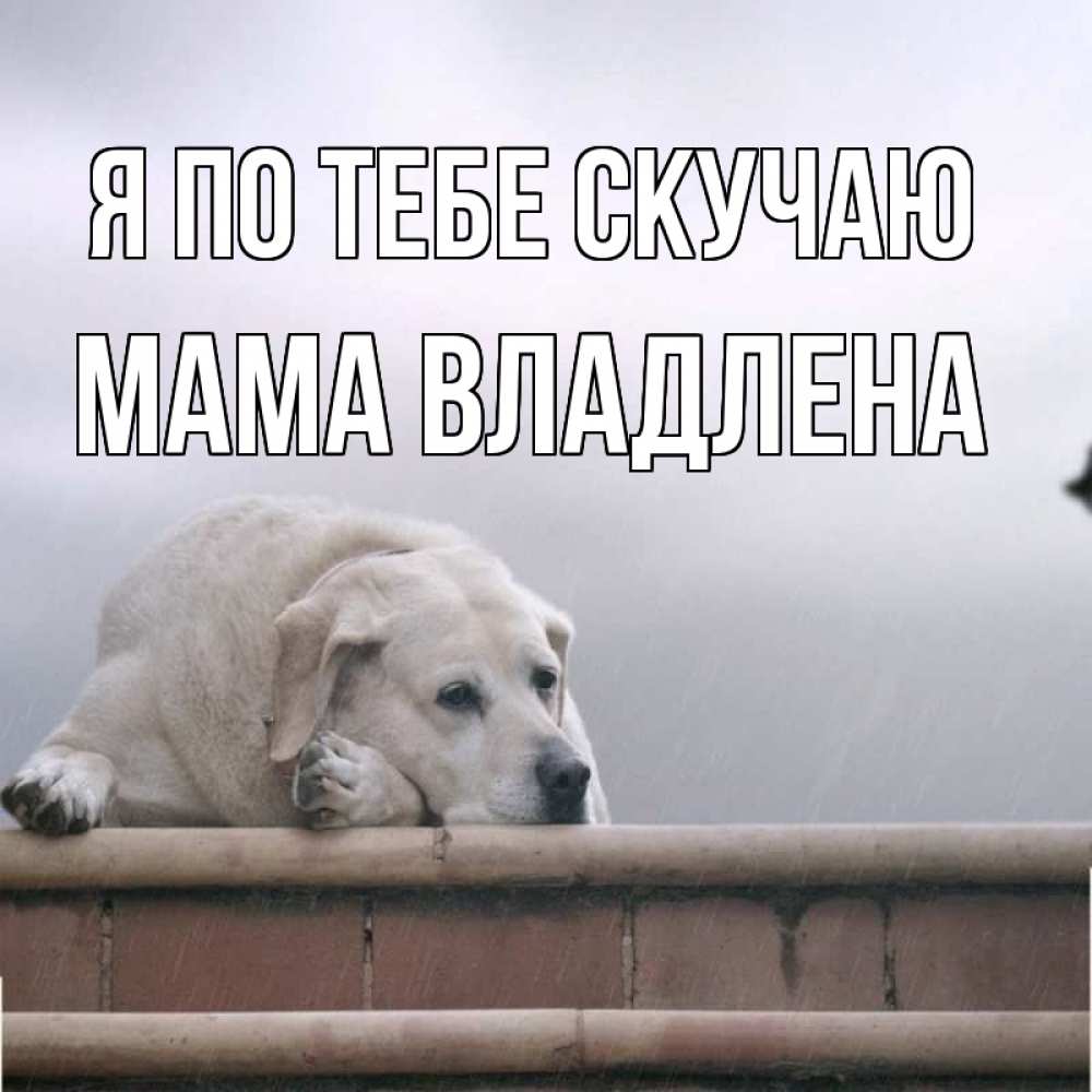 Открытка на каждый день с именем, Мама-Владлена Я по тебе скучаю ждет Прикольная открытка с пожеланием онлайн скачать бесплатно 