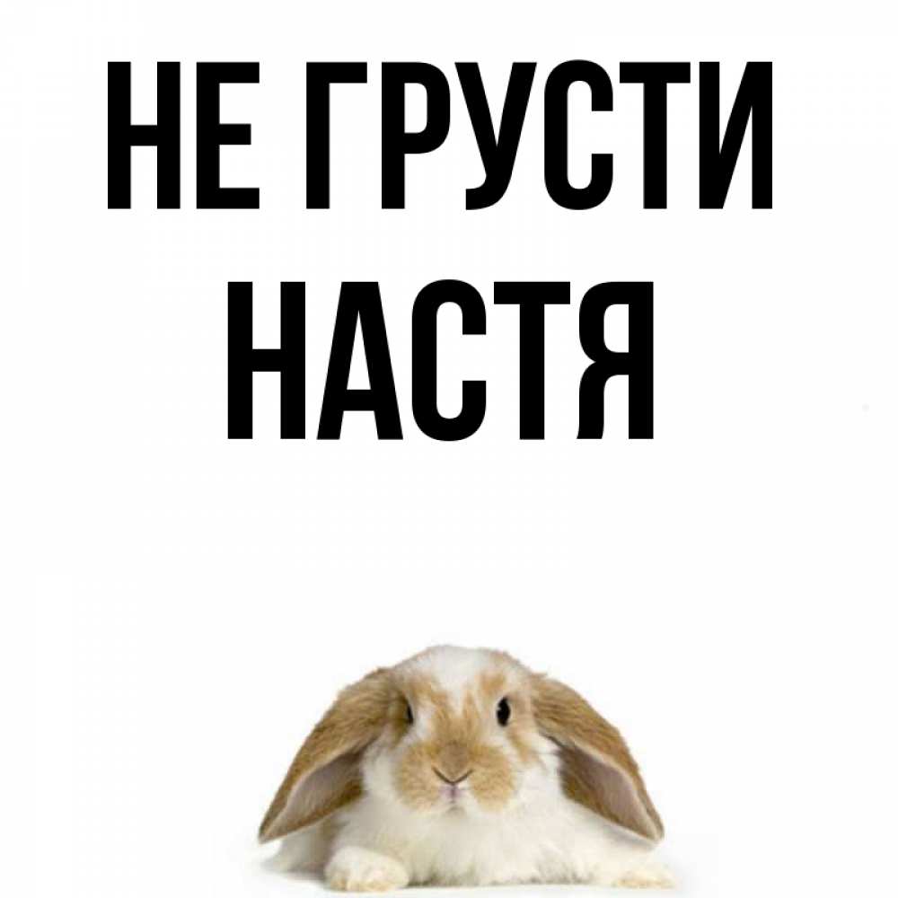 Открытка на каждый день с именем, настя Не грусти коричнево белый заяц с большими ушками Прикольная открытка с пожеланием онлайн скачать бесплатно 