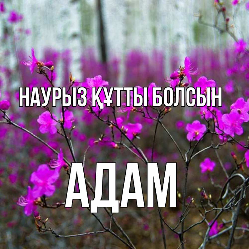 Открытка на каждый день с именем, Адам Наурыз құтты болсын дикие цветы Прикольная открытка с пожеланием онлайн скачать бесплатно 