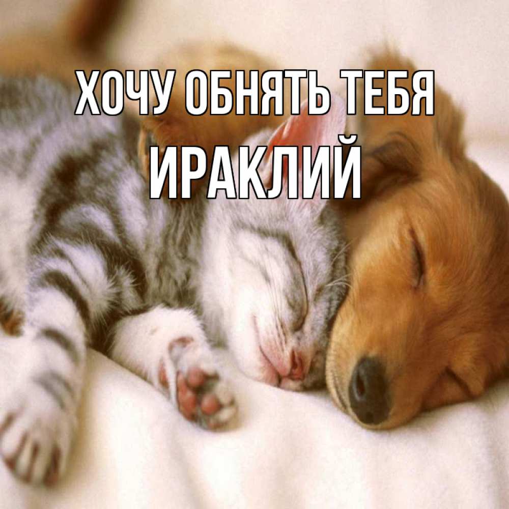 Открытка на каждый день с именем, Ираклий Хочу обнять тебя пес и котенок Прикольная открытка с пожеланием онлайн скачать бесплатно 