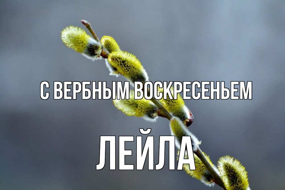 Открытка на каждый день с именем, Лейла С вербным воскресеньем верба Прикольная открытка с пожеланием онлайн скачать бесплатно 