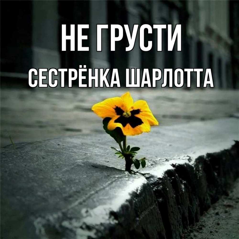 Открытка на каждый день с именем, Сестрёнка-Шарлотта Не грусти не сдавайся Прикольная открытка с пожеланием онлайн скачать бесплатно 
