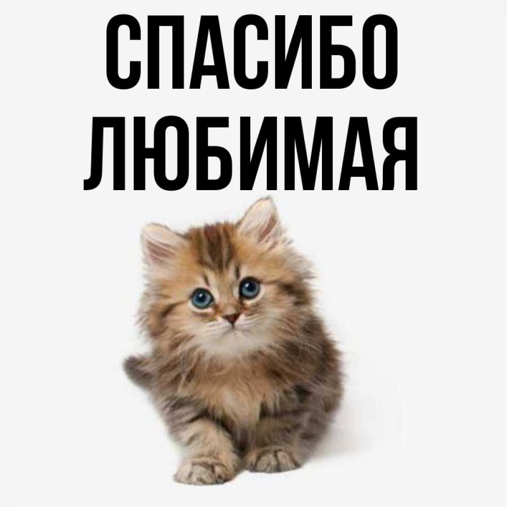 Открытка на каждый день с именем, Спасибо-любимая Спасибо пушистый котик Прикольная открытка с пожеланием онлайн скачать бесплатно 