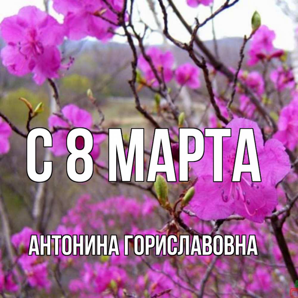 Открытка на каждый день с именем, Антонина-Гориславовна С 8 марта международный женский день Прикольная открытка с пожеланием онлайн скачать бесплатно 