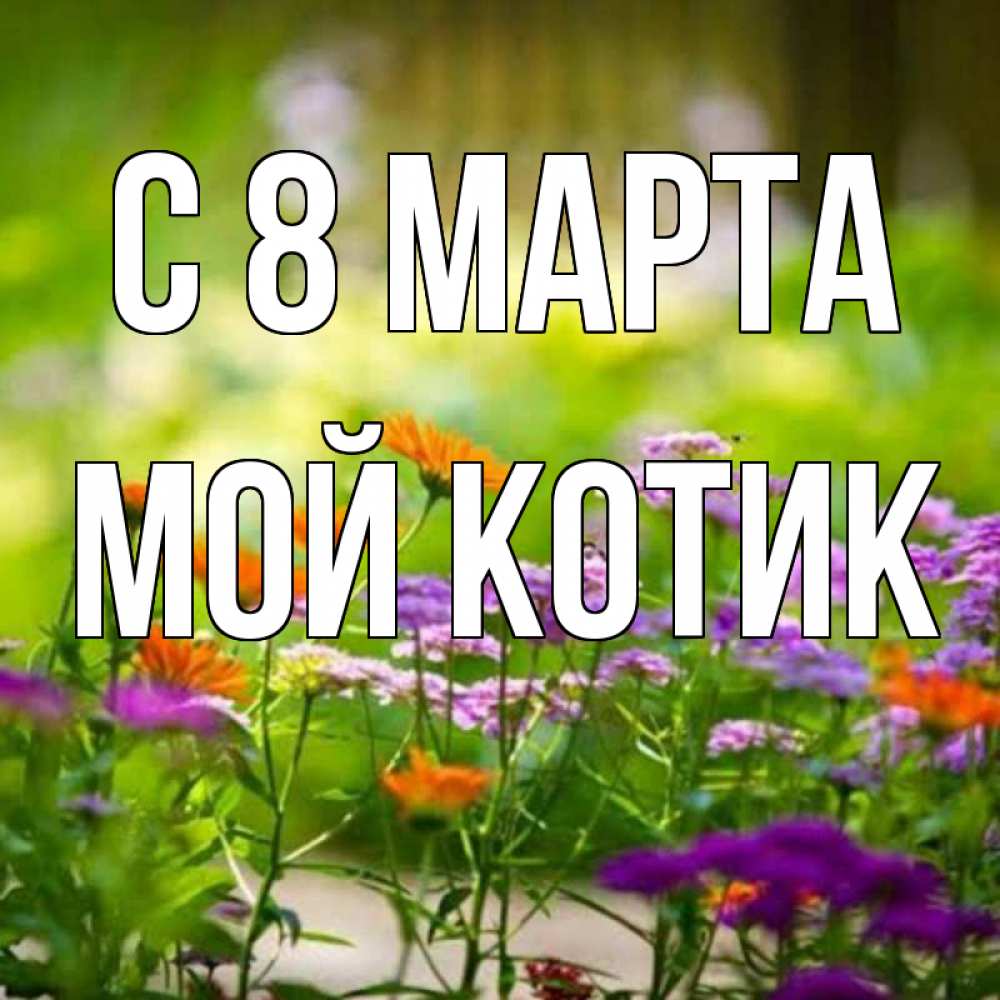 Открытка на каждый день с именем, мой-Котик С 8 МАРТА цветы Прикольная открытка с пожеланием онлайн скачать бесплатно 