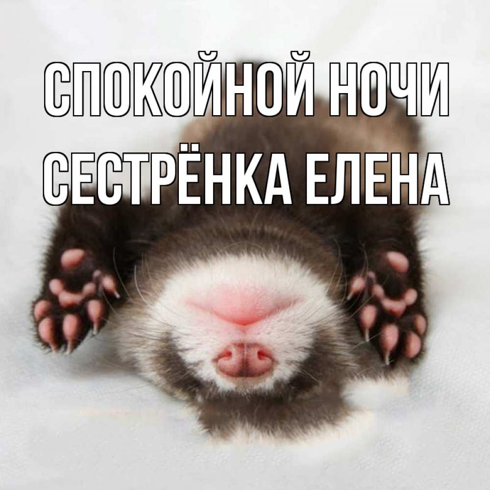 Открытка на каждый день с именем, Сестрёнка-Елена Спокойной ночи зверек Прикольная открытка с пожеланием онлайн скачать бесплатно 