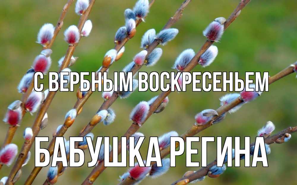 Открытка на каждый день с именем, Бабушка-Регина С вербным воскресеньем верба Прикольная открытка с пожеланием онлайн скачать бесплатно 