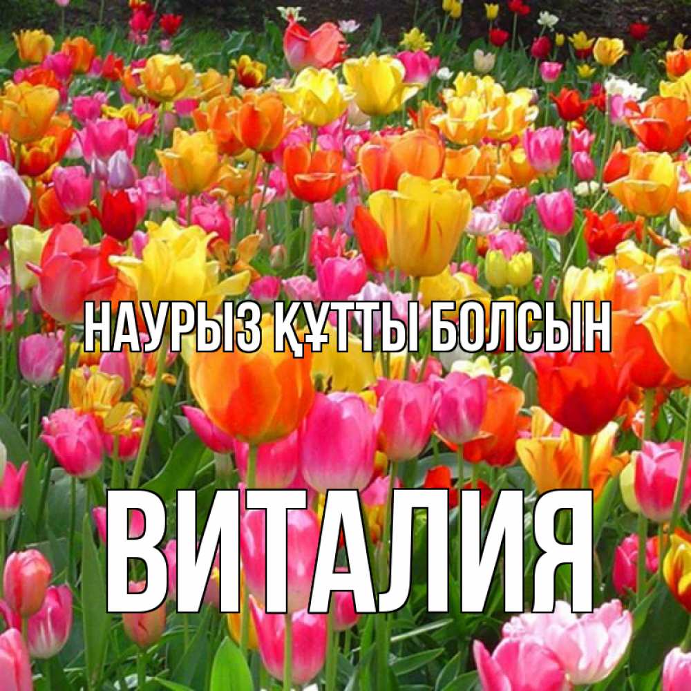 Открытка на каждый день с именем, Виталия Наурыз құтты болсын на наурыз  ура ура Прикольная открытка с пожеланием онлайн скачать бесплатно 