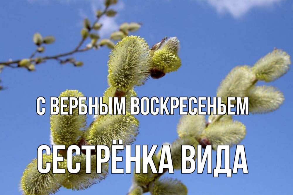 Открытка на каждый день с именем, Сестрёнка-Вида С вербным воскресеньем верба Прикольная открытка с пожеланием онлайн скачать бесплатно 