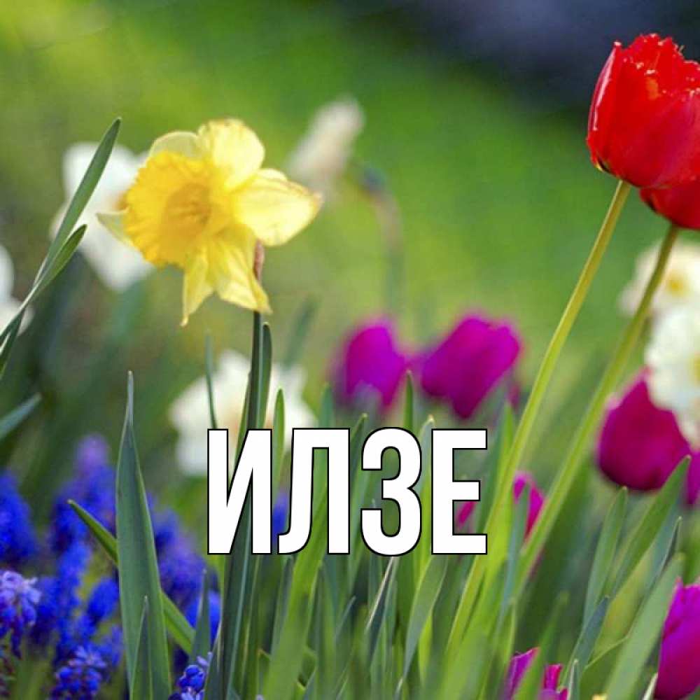 Открытка с именем, Илзе, 