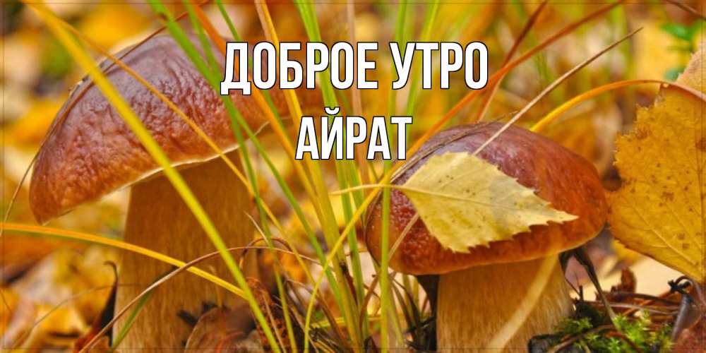 Открытка на каждый день с именем, Айрат Доброе утро осенние грибы Прикольная открытка с пожеланием онлайн скачать бесплатно 