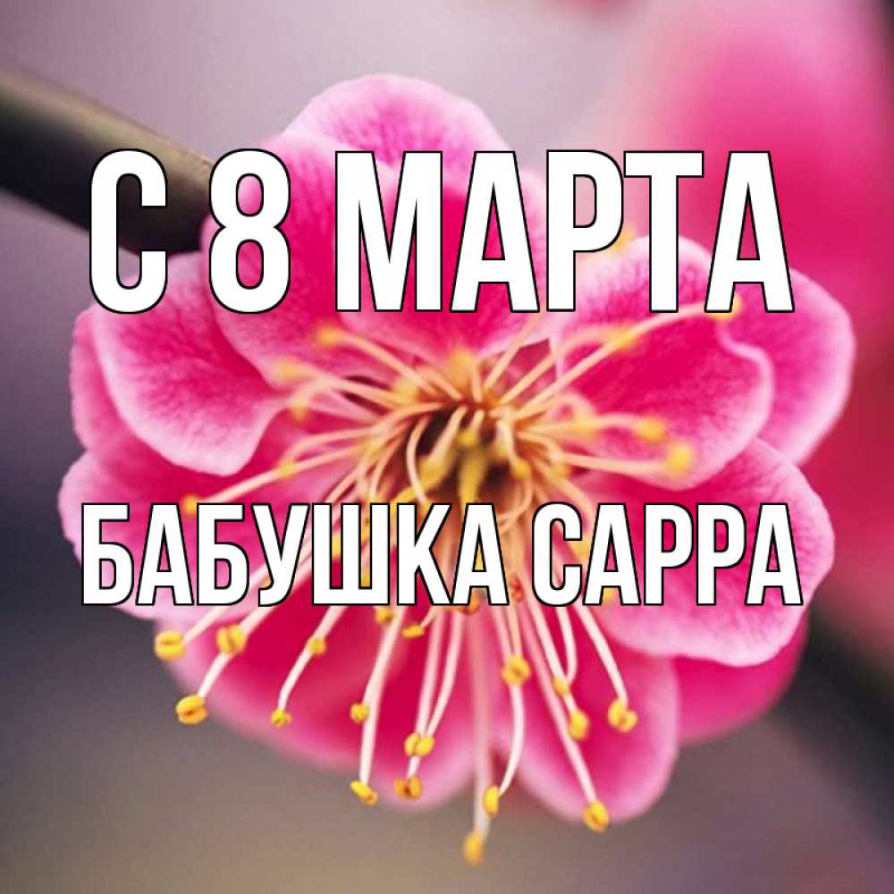 Открытка на каждый день с именем, Бабушка-Сарра С 8 марта цветы Прикольная открытка с пожеланием онлайн скачать бесплатно 