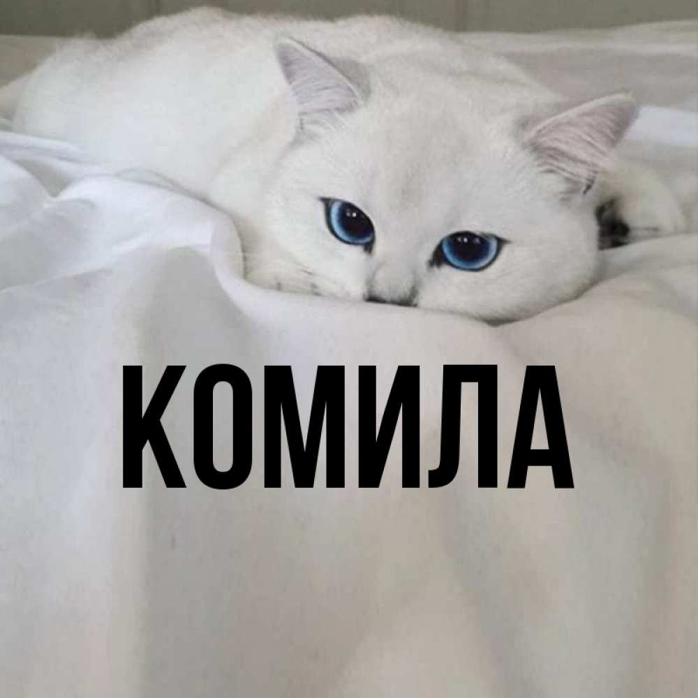 Открытка на каждый день с именем, Комила Главная Голубоглазая кошка Прикольная открытка с пожеланием онлайн скачать бесплатно 